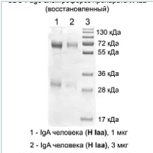  Иммуноглобулин IgA человека