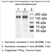  Коллаген человека V типа