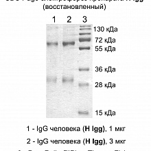  Иммуноглобулин IgG человека