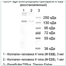  Коллаген человека II типа