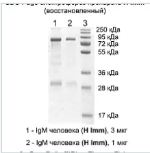  Иммуноглобулин IgM человека